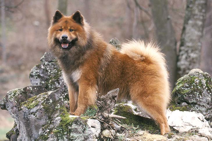 A Eurasier