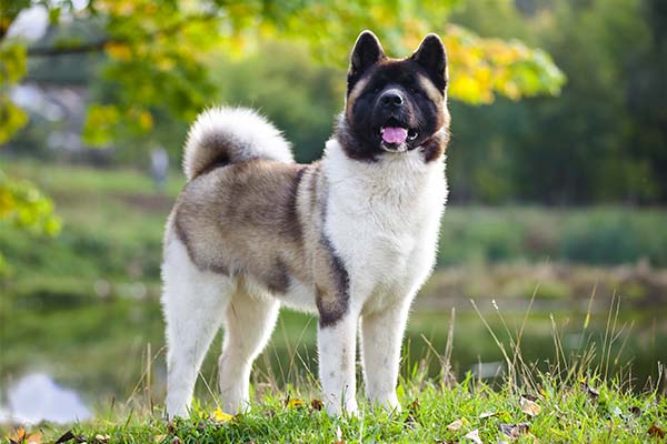 Akita the dog