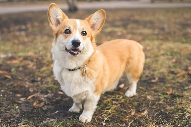 A Pembroke Welsh Corgi