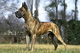 A great dane